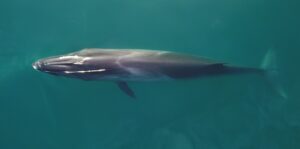 Las ballenas de la Patagonia azul