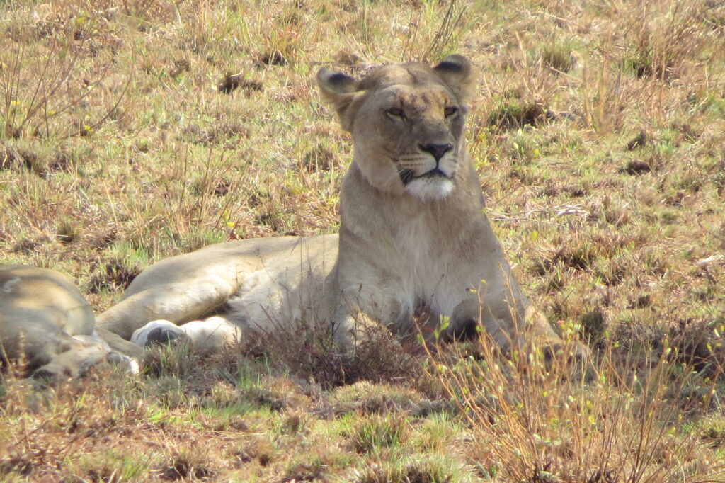 Pilanesberg, el safari más económico y más deslumbrante de Sudáfrica