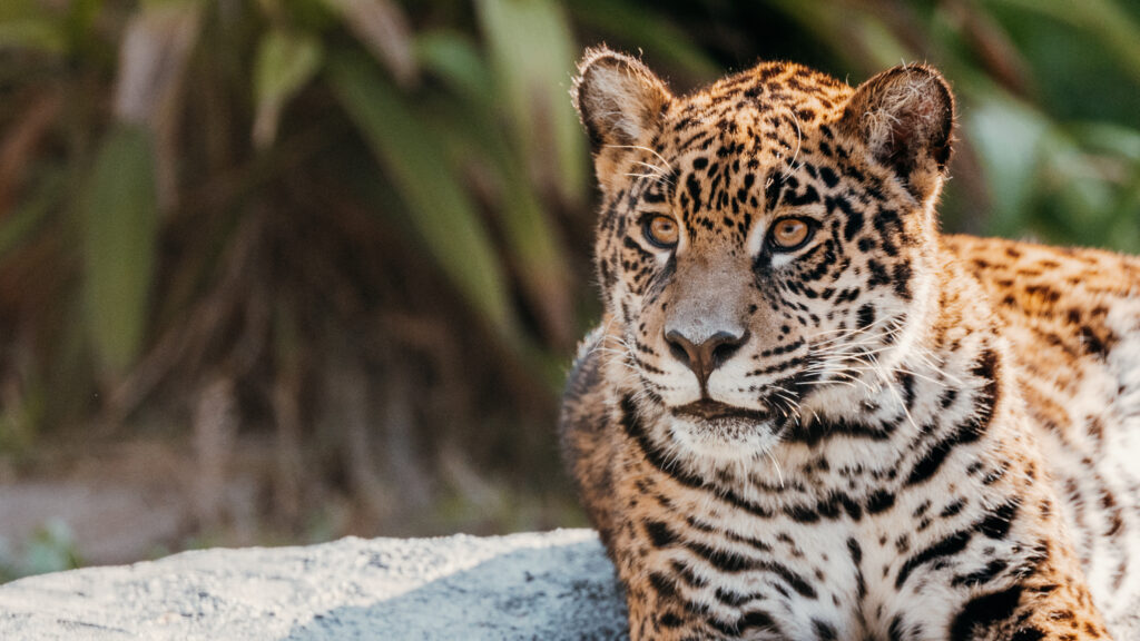 Temaikèn, un encuentro con la naturaleza muy cerca de Buenos Aires