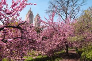 Es temporada de floración para los sakuras de Central Park en Nueva York