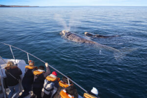 Empezó la temporada 2024 de avisaje de ballenas en Puerto Madryn