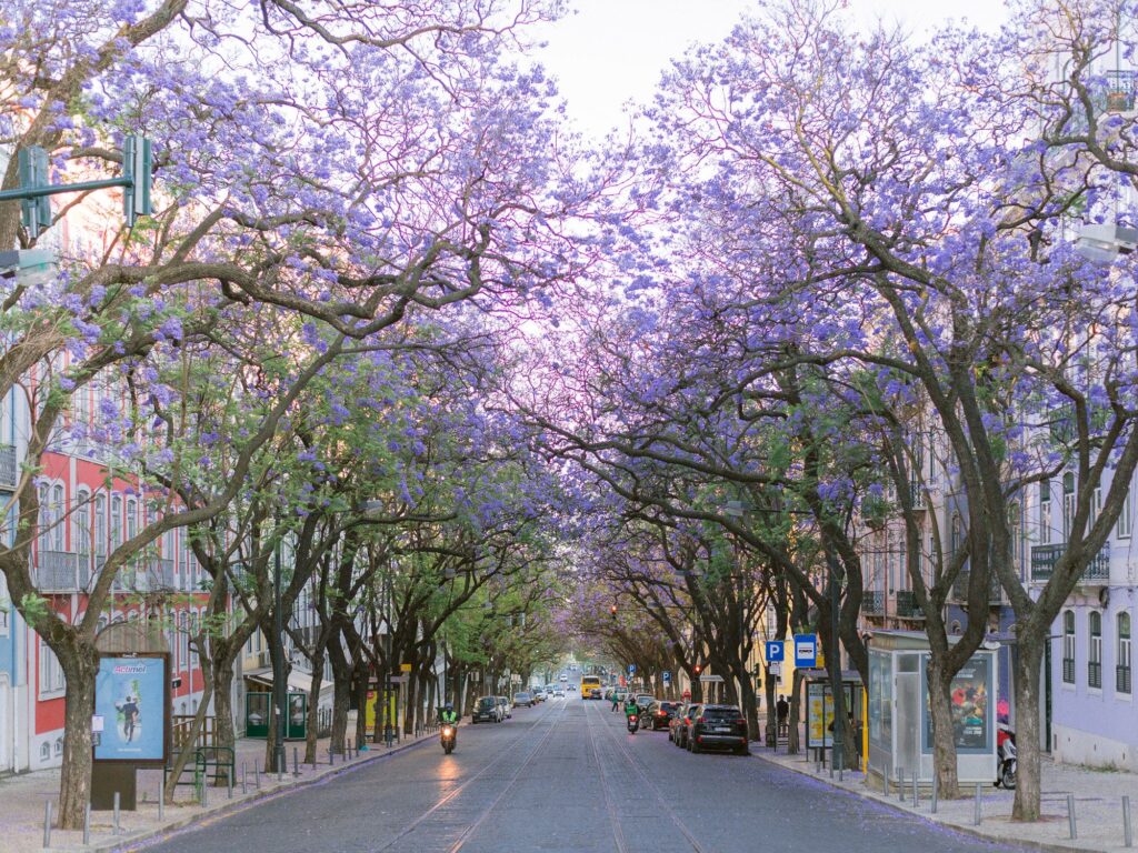 Lisboa es la capital europea de los jacarandas