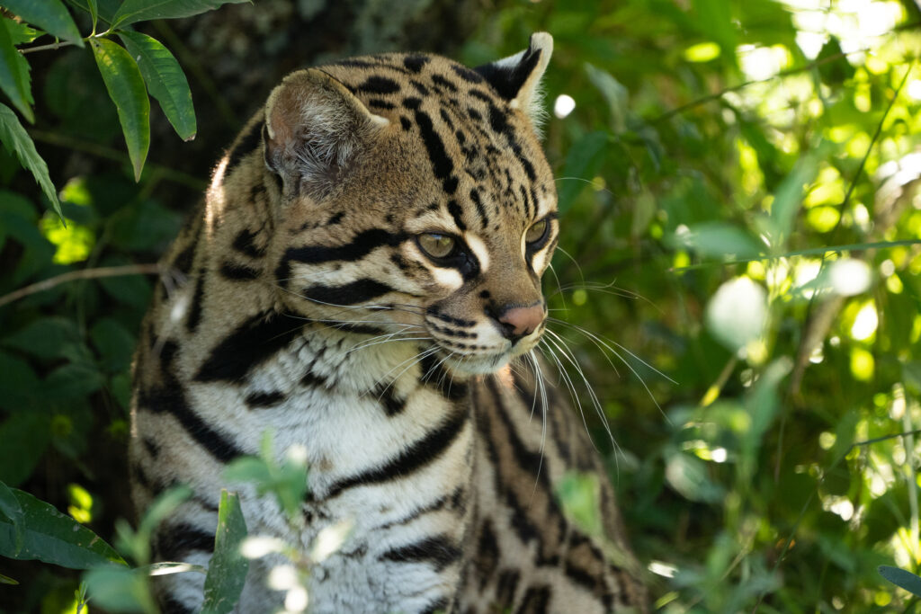 Regresó el ocelote al Parque Iberá, en Corrientes