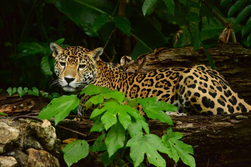 Belize, un solo país para vivir una multitud de aventuras