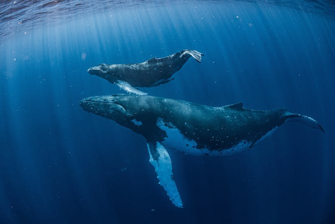 Avistamiento de ballenas y delfines: lo bueno, lo malo y lo peligroso