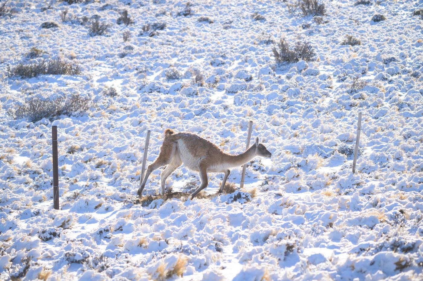 La trampa mortal de los alambrados en la Patagonia para los guanacos