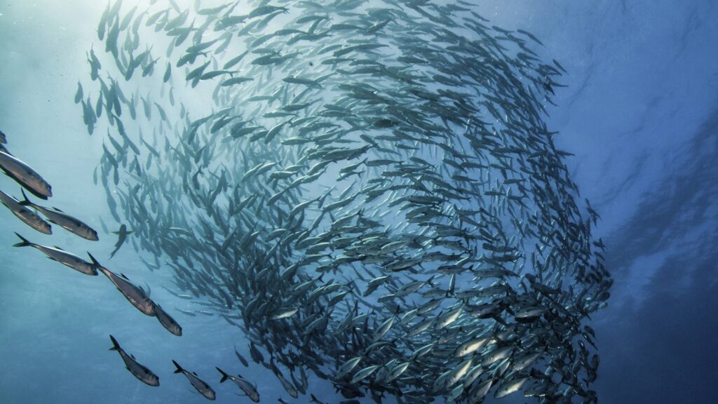 ¿Por qué la Argentina no suma nuevas Áreas Marinas Protegidas?