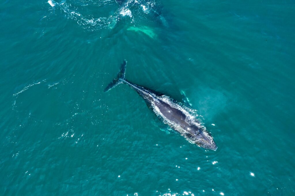 Avistaje de ballenas jorobadas desde las costas de Chubut