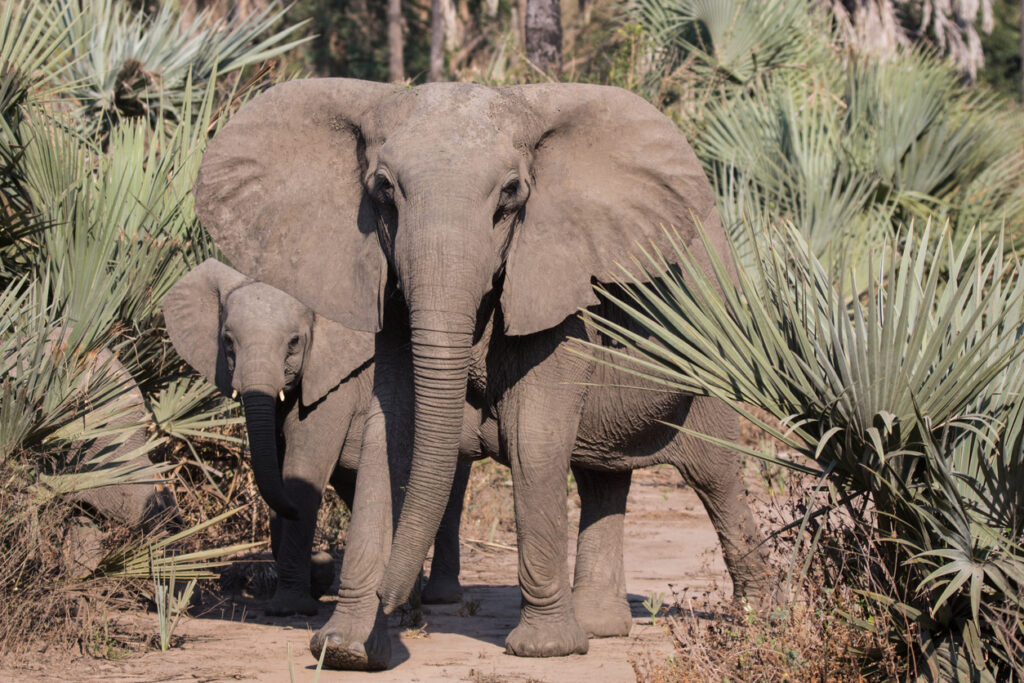 Un ejemplo rápido de evolución de una especie: los elefantes de Mozambique